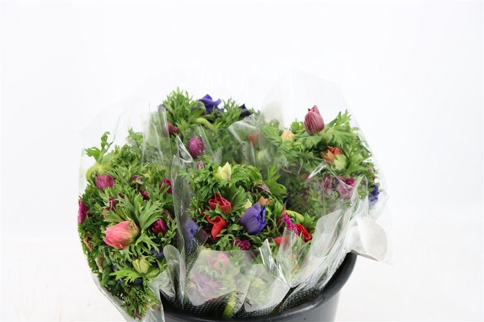 Anem Co Jerusal Mixed