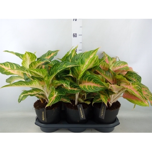 Aglaonema   ...