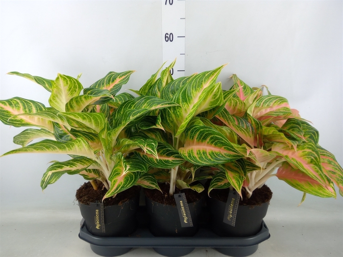 <h4>Aglaonema   ...</h4>