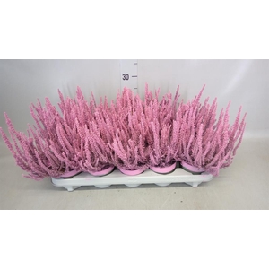 Calluna vulg. 'Skyline Barcelona'