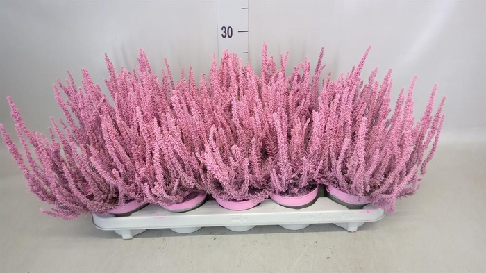 <h4>Calluna vulg. 'Skyline Barcelona'</h4>