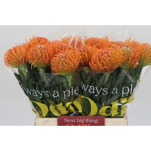 Nutans Ayoba Peach