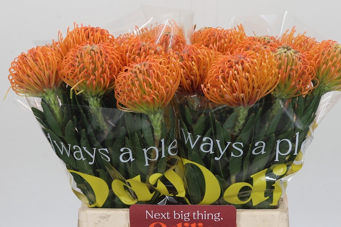 <h4>Nutans Ayoba Peach</h4>