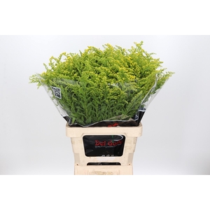 Solidago