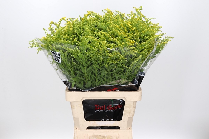 <h4>Solidago</h4>