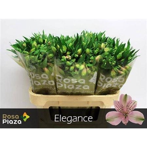 Alstroemeria Elegance
