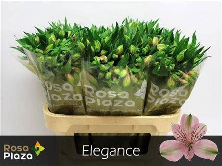 <h4>Alstroemeria Elegance</h4>