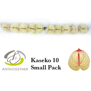 ANTH A KASEKO 10 Small Pack