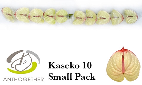 <h4>ANTH A KASEKO 10 Small Pack</h4>