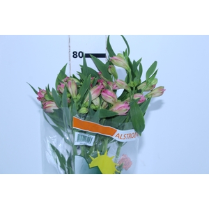 ALSTROEMERIA CHANEL 080 CM