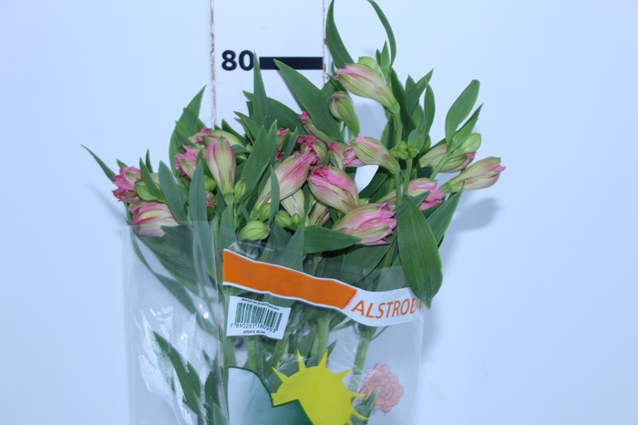 ALSTROEMERIA CHANEL 080 CM