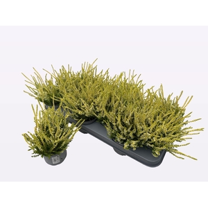 CALLU WIBOS GELB