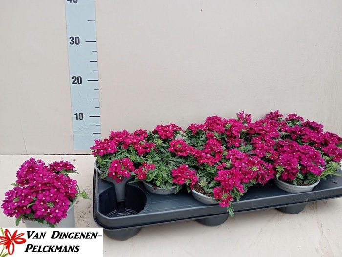 <h4>VERBE LASCAR BURGUND</h4>