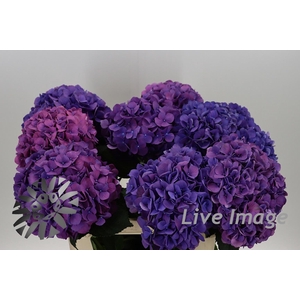 Hydrangea fabulous devine