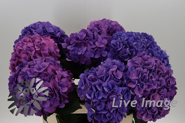 <h4>Hydrangea fabulous devine</h4>
