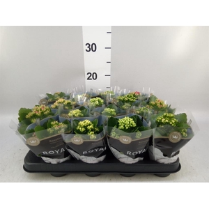 Kalanchoe blos. 'RoyalDon'   ..mix