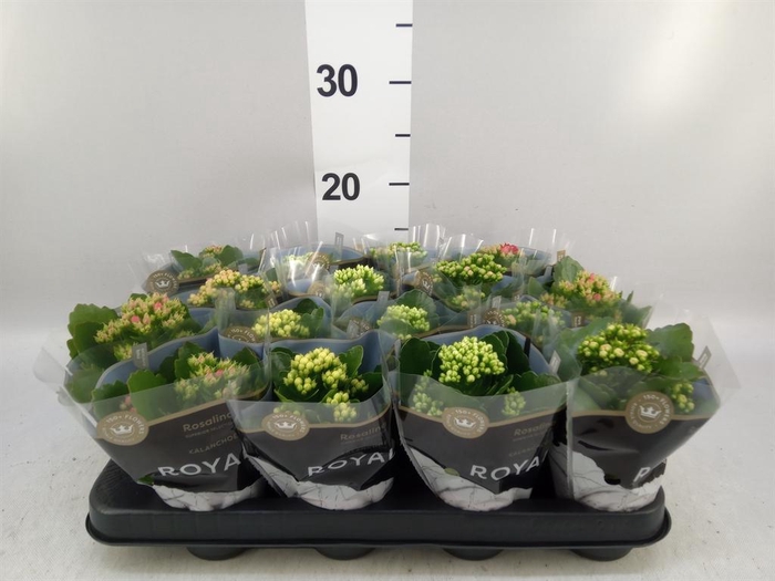 <h4>Kalanchoe blos. 'RoyalDon'   ..mix</h4>