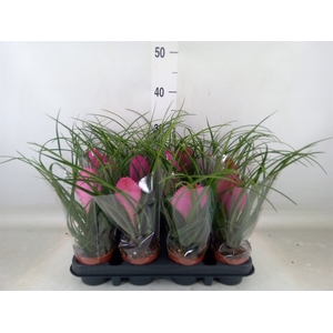 Tillandsia cyanea 'Anita'