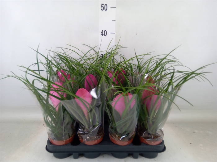 <h4>Tillandsia cyanea 'Anita'</h4>