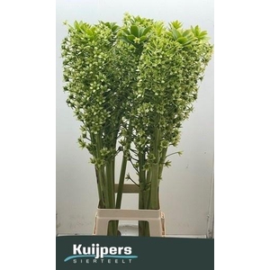 EUCOMIS P-E GOLIATH