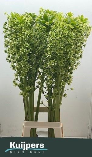 <h4>EUCOMIS P-E GOLIATH</h4>