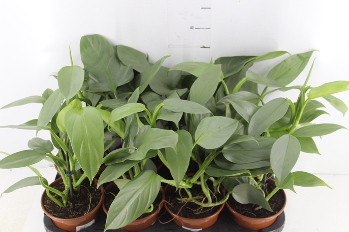 PHILODENDRON GREY P15