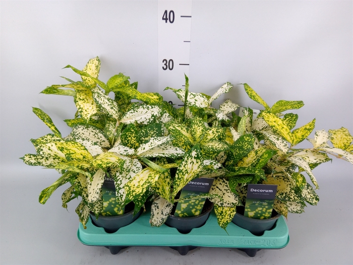 <h4>Dracaena surculosa 'Florida Beauty'</h4>