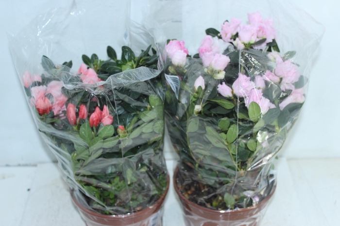 <h4>AZALEIA P20</h4>