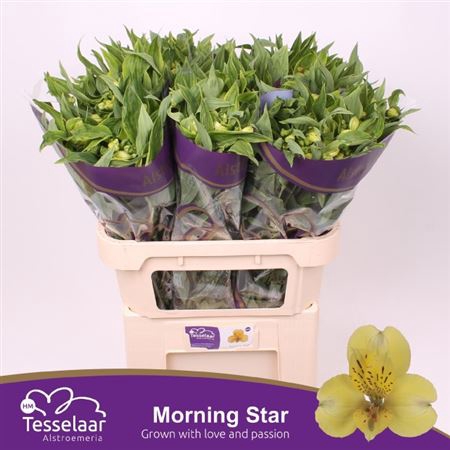 Alstr Morning Star