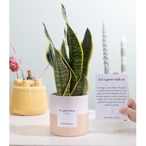 Sansevieria Gift 