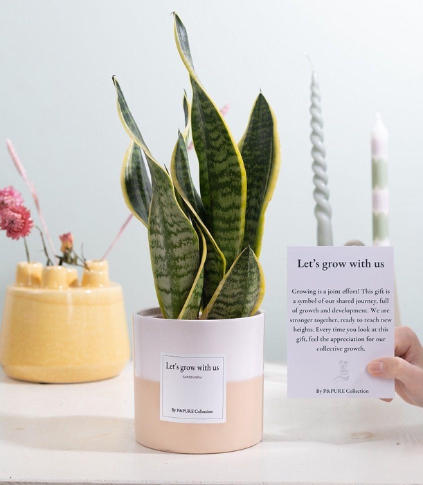 <h4>Sansevieria Gift "Let's grow with us" WITH GREETING CARD!!!</h4>