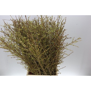 Forsythia I Spectabilis