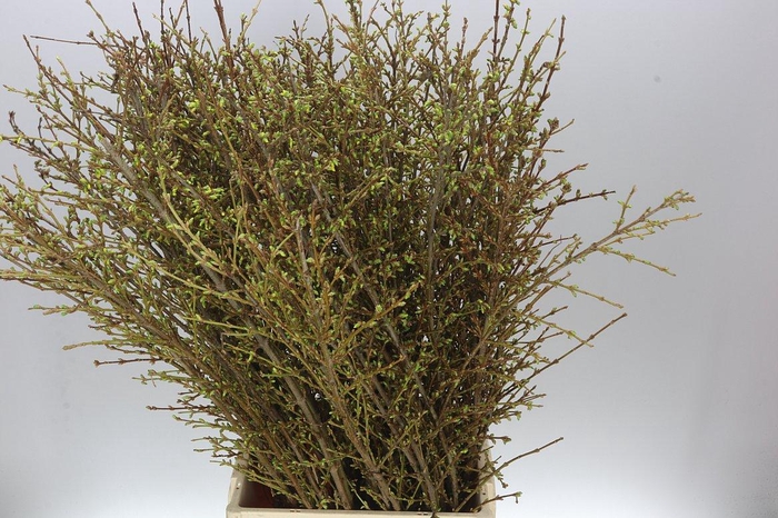 <h4>Forsythia I Spectabilis</h4>