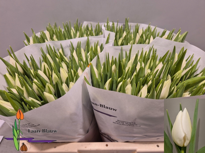 <h4>TU EN POLAR BEAR</h4>