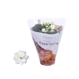 Kalanchoe Rosalina 07cm Royale Dione wit
