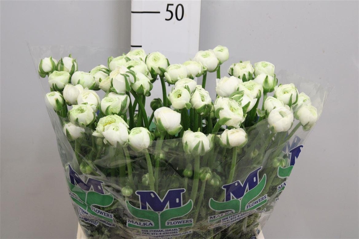 <h4>Ran El White</h4>