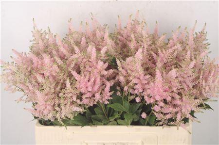 <h4>Astilbe Europa Light Pink</h4>