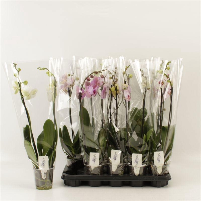 <h4>PHAL GEM 6 KL</h4>