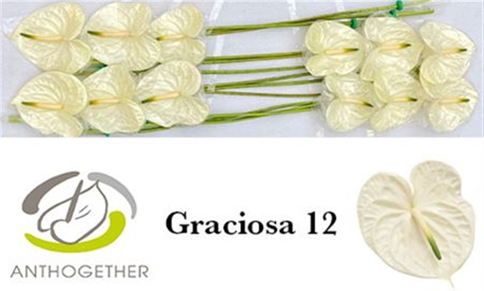 <h4>Anth Graciosa</h4>
