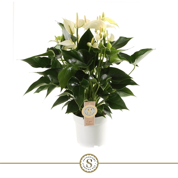 <h4>Anthurium White Champion</h4>