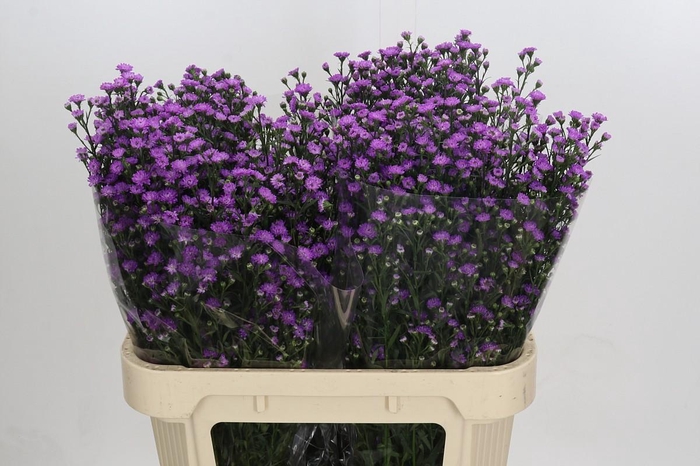 <h4>Aster Baby Pink</h4>