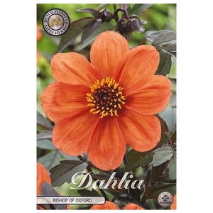 Dahlia Bishop of Oxford x 1l