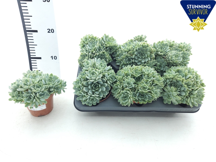 <h4>ECHEV ELEGANS</h4>