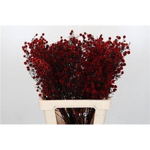 STILLINGIA ROOD KLB
