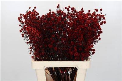 <h4>STILLINGIA ROOD KLB</h4>