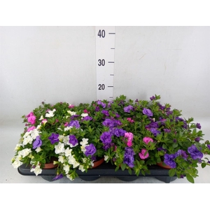 Calibrachoa  'CG Aloha Double Mix'