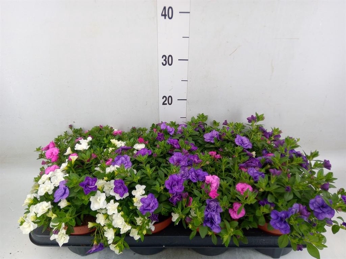 <h4>Calibrachoa  'CG Aloha Double Mix'</h4>