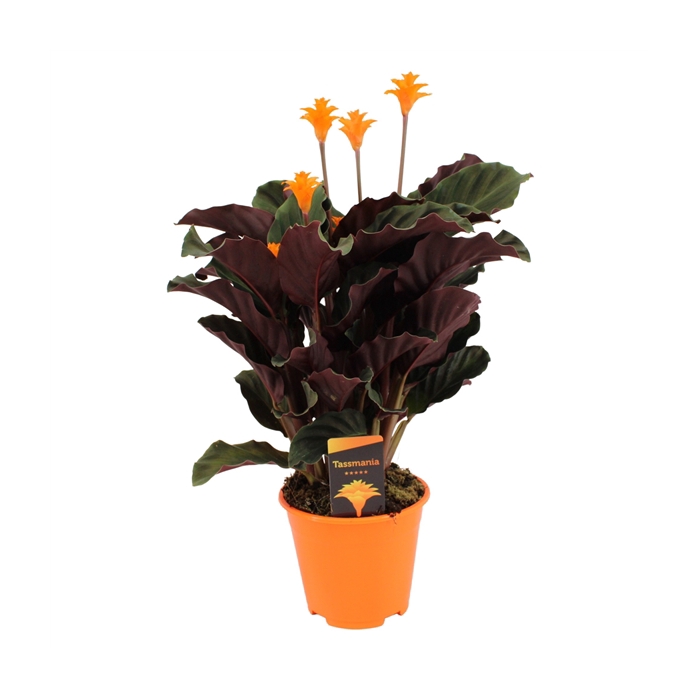 <h4>Calathea crocata 'Tassmania' 5-6 bl in oranje pot</h4>