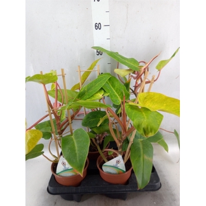 Philodendron  'Painted Lady'
