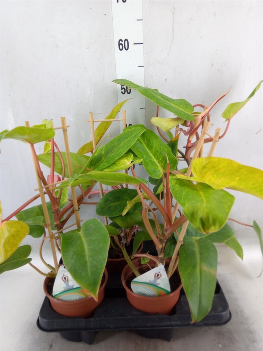 <h4>Philodendron  'Painted Lady'</h4>